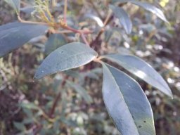 Searsia angustifolia stem-tip